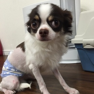 1歳0ヶ月の大人しい［ミリオン］