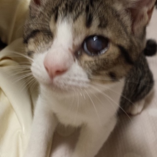 片目を失った天使です❤