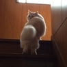 ハッピーオレンジ