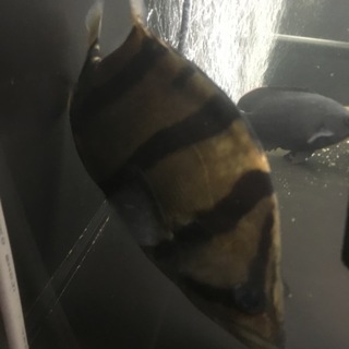 フォーバータイガー