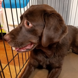4歳のラブラドールの女の子です！