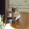 上品な美人猫