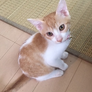 とても美人さんです。