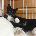 生後4ヶ月〈推定〉 タキシード柄美猫♀