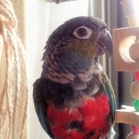 Ankh《アンク》}