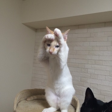 はなまる：あぁ…どうしよう…おやつ食べすぎちゃった…おなかポンポコリン星人がバージョンUPしちゃう～！！