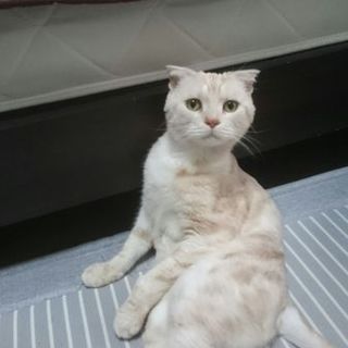 ハンサムで大人しいスコちゃんの里親募集です。