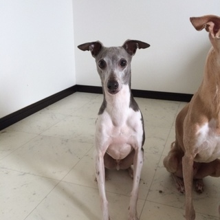 里親様決まりました。ありがとうございました。