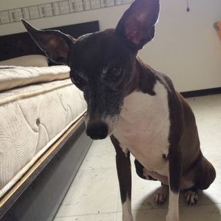 里親様決定致しました。ありがとうございました。