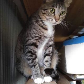 親子猫　３匹の里親募集　避妊手術済み　