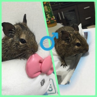 デグーマウス☆応募者多数の為、一時停止