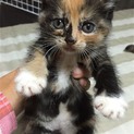 三毛ちゃん　現在調整中　一時里親募集中止