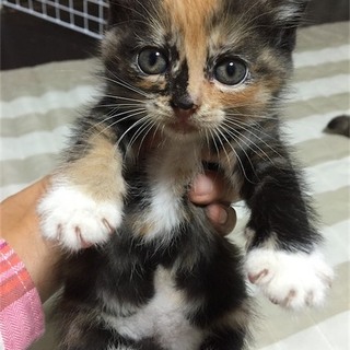 三毛ちゃん　現在調整中　一時里親募集中止
