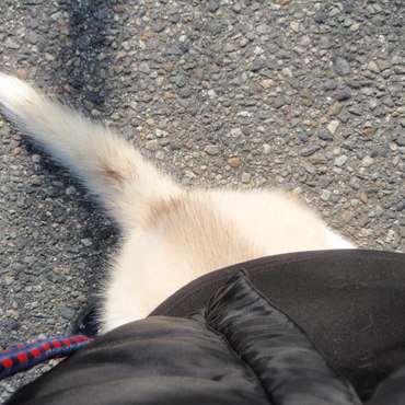 頭隠して尻尾かくさず