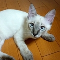 3ヶ月の子猫　オス