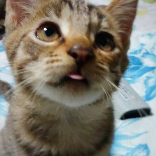 希望有。子猫６兄妹のキジ女の子♪家族に迎えて下さい