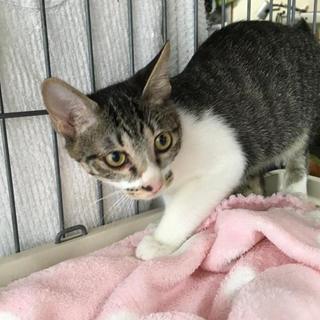 ちょっととぼけた顔がかわいい「大野君」♪