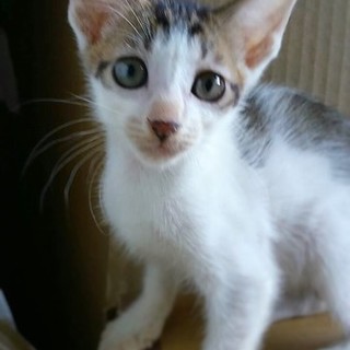 子猫６兄妹の白キジ男の子♪家族に迎えて下さい