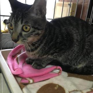 元気いっぱい「すももちゃん」キジ猫さんです！
