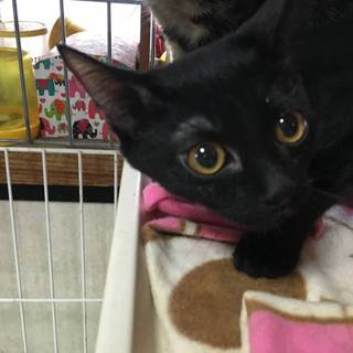 お目目まん丸「ライチちゃん」黒猫さんです！