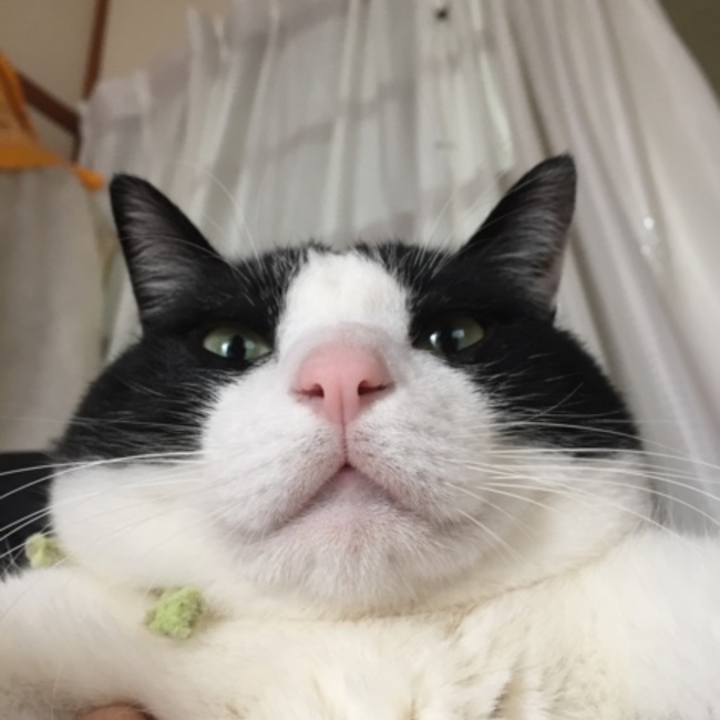 ぷんしゃかのカバー写真