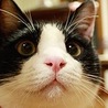 ドンチャック