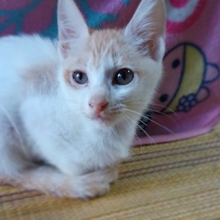 子猫６兄妹の白茶トラ２女の子♪家族に迎えて下さい