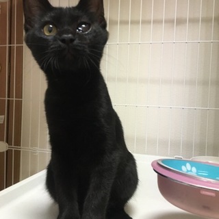 人懐こくて元気な女の子