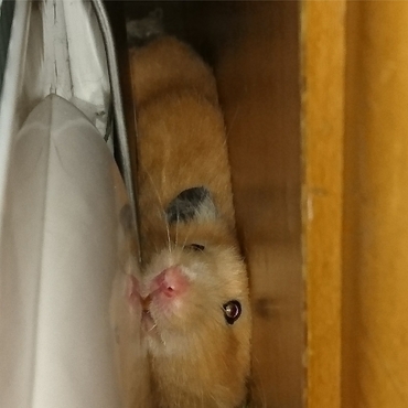 挟まってますよw 2016.9.21.