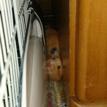 戸棚とデグーケージの隙間に挟まってる？