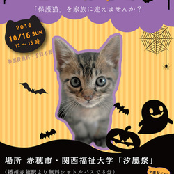 猫の譲渡会@学園祭！