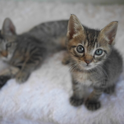 猫の譲渡会@学園祭！ サムネイル2