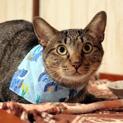 猫の譲渡会@学園祭！ サムネイル3