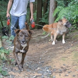 9月15日のラピスとゲン君