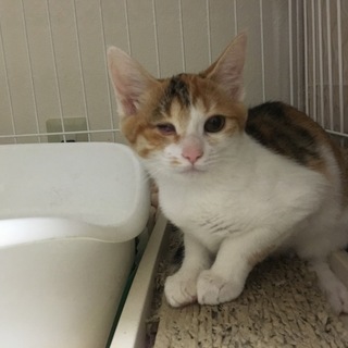 可愛いミケ柄の女の子