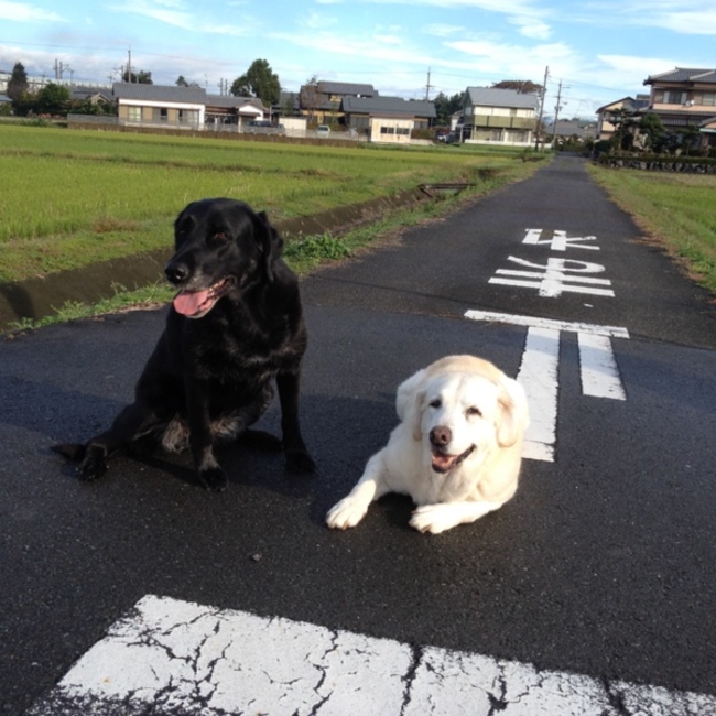みどりさん家のカバー写真
