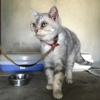 穏やかな性格のアメショ(血統書有ります)