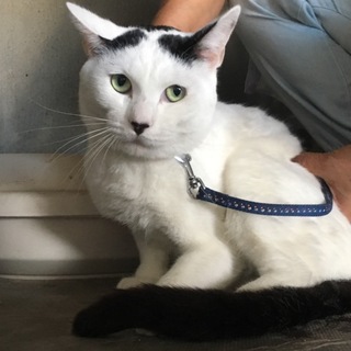 穏やかな性格の男の子