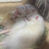 西村めりー