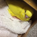 セキセイインコのまだ子供です