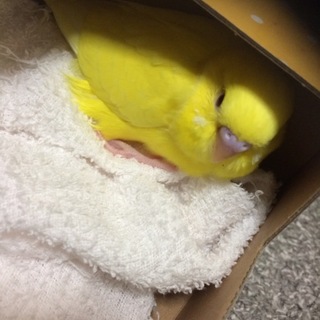 セキセイインコのまだ子供です