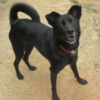 伊東市のM様に2匹目として迎えて頂きました