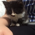 生後1ヶ月の捨て猫くん