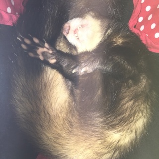 可愛がってくれる方！