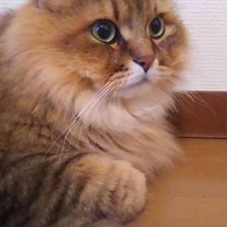 甘えん坊な長毛ペルシャMIX 6歳