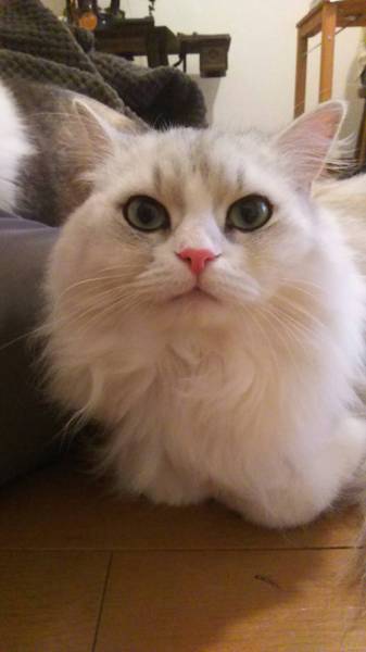 美人な長毛ペルシャMIX 6歳」東京都 - 猫の里親募集(128507) :: ペット