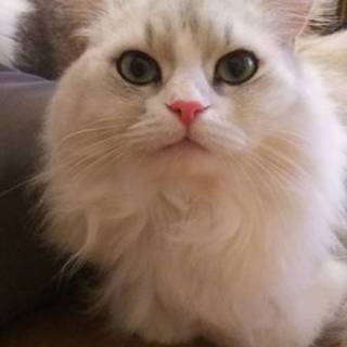 美人な長毛ペルシャMIX 6歳