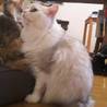 美人な長毛ペルシャMIX 6歳 サムネイル2