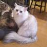 美人な長毛ペルシャMIX 6歳 サムネイル3