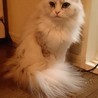 美人な長毛ペルシャMIX 6歳 サムネイル4